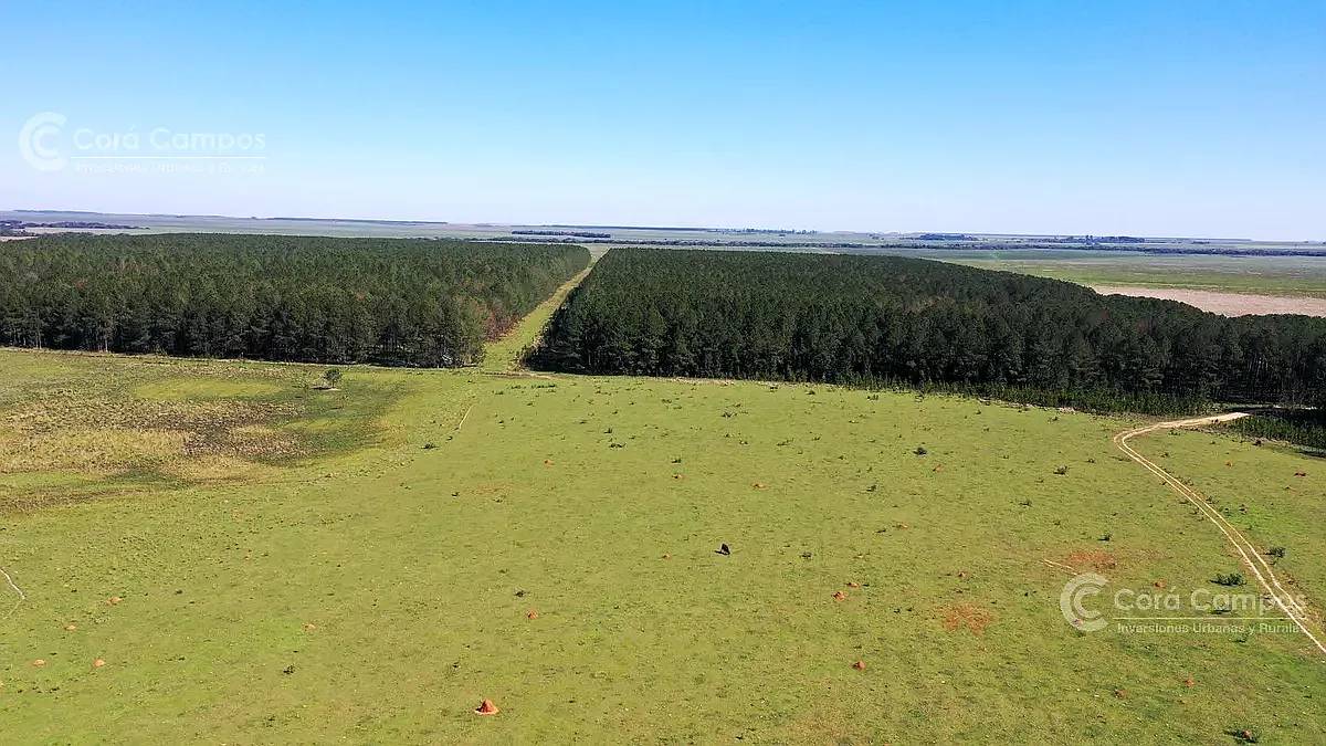 Se Vende Campo Ganadero de 450ha en Corrientes, Argentina