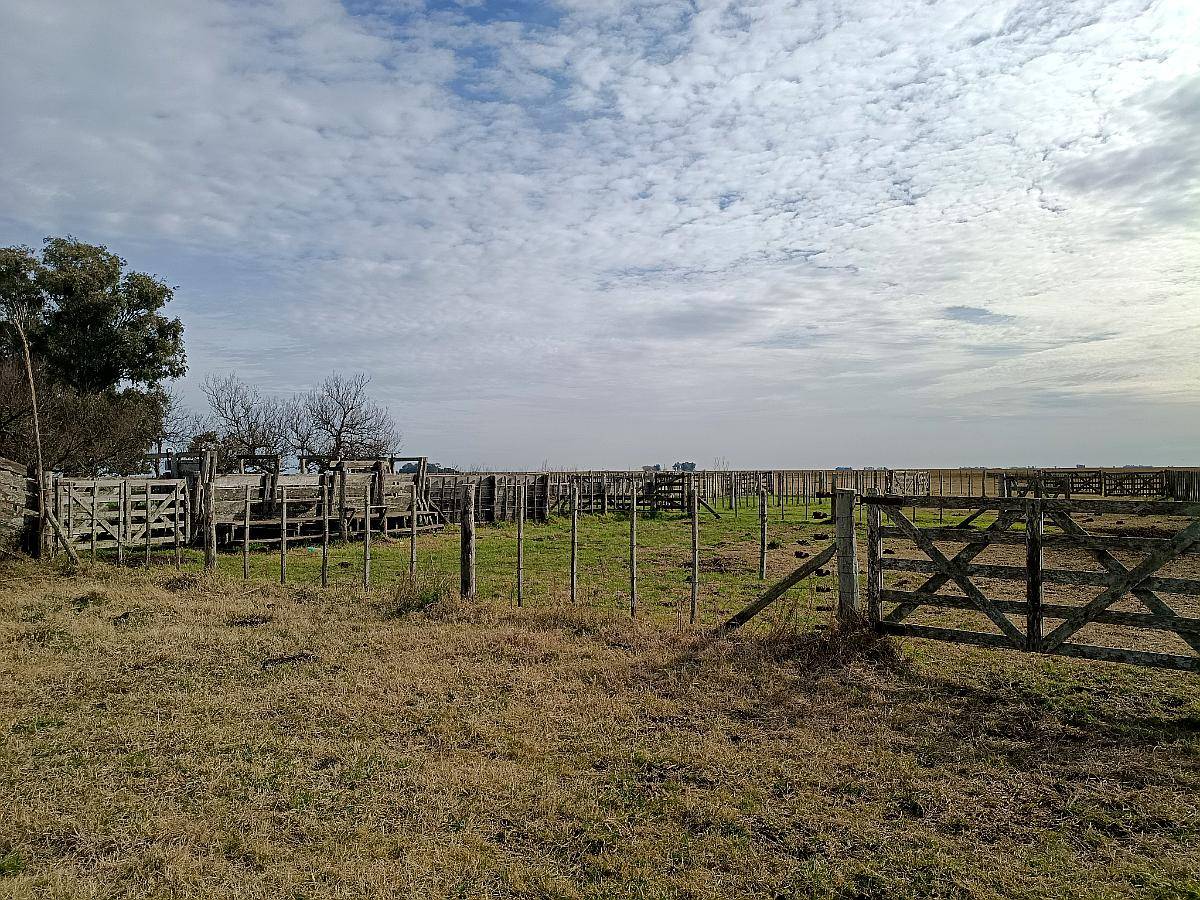 1000 HA, Ganadero, Dolores