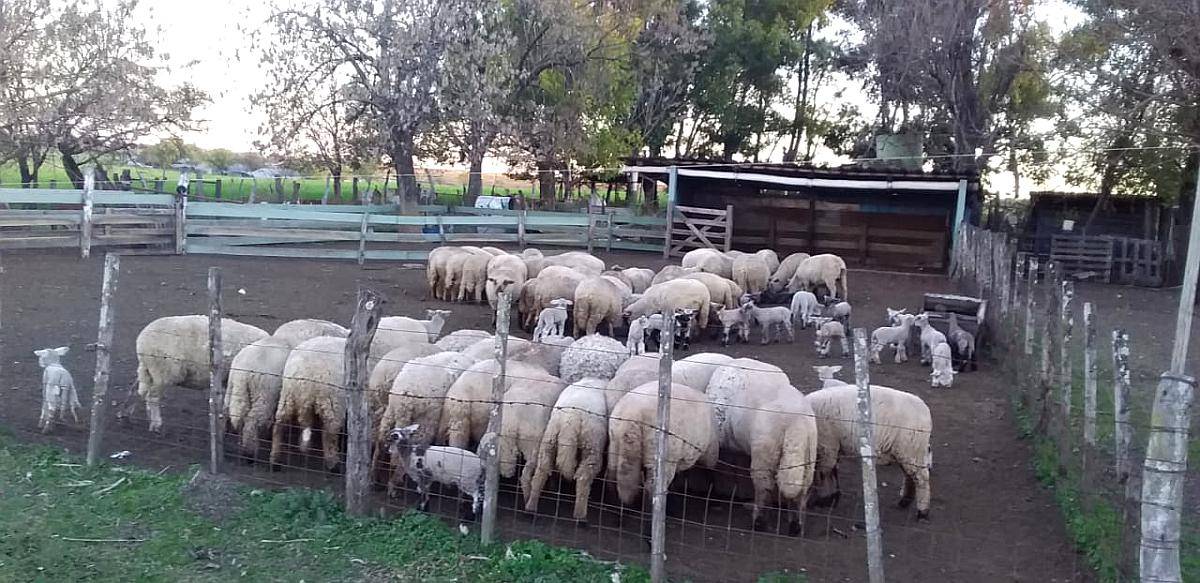 Granja Avicola Capacidad 30 Mil Pollos.