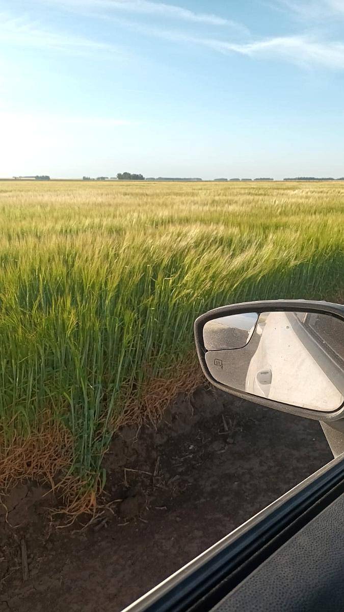 Vendo Buen Campo Mixto