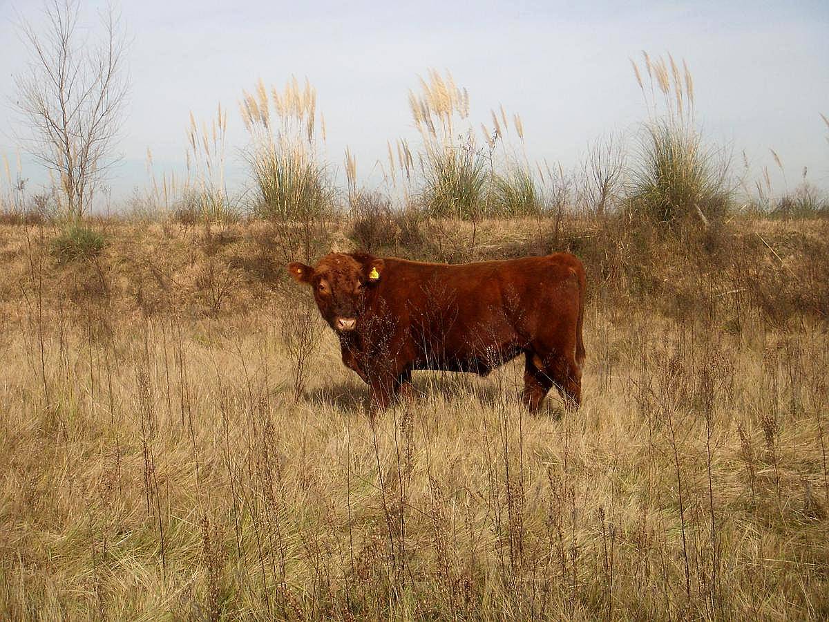 Zarate , G.b.a. Zona Norte, Argentina