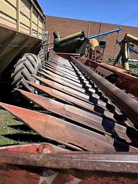 Girasolera Maizco de 12 a 70 cm