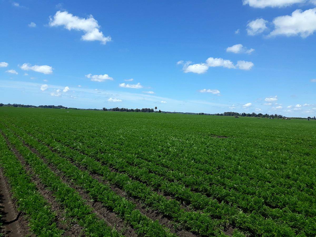132 Has Agricolas Sierra de los Padres