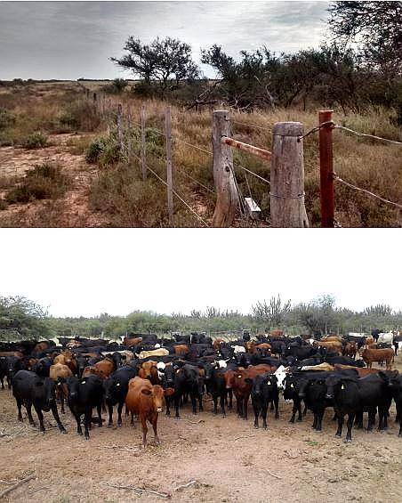 Oferta VDO Campo Norte de Cordoba 9700has