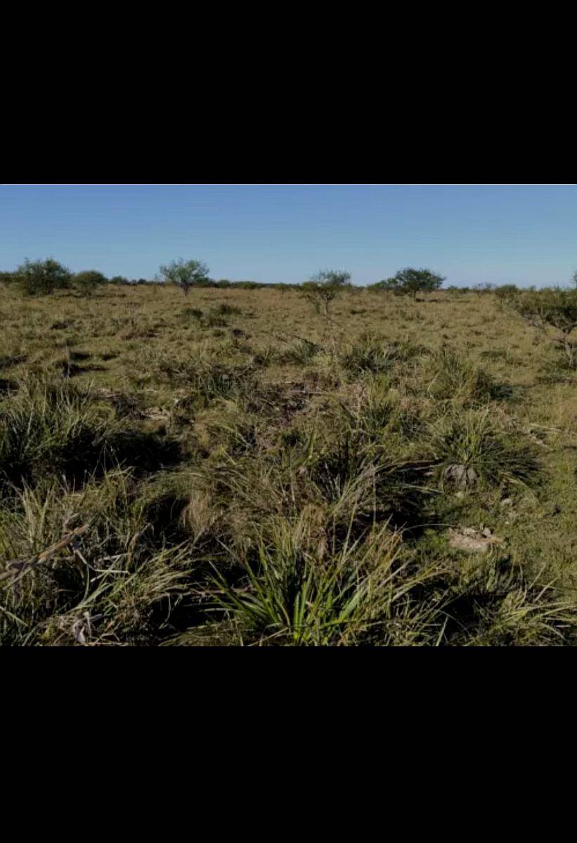 Los Conquistadores. Entre Ríos - u$s 2.900 / ha - Agroads