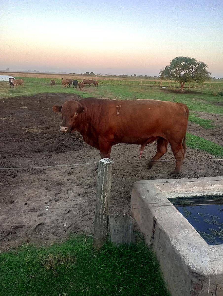Toros Angus Mansos Disponibles