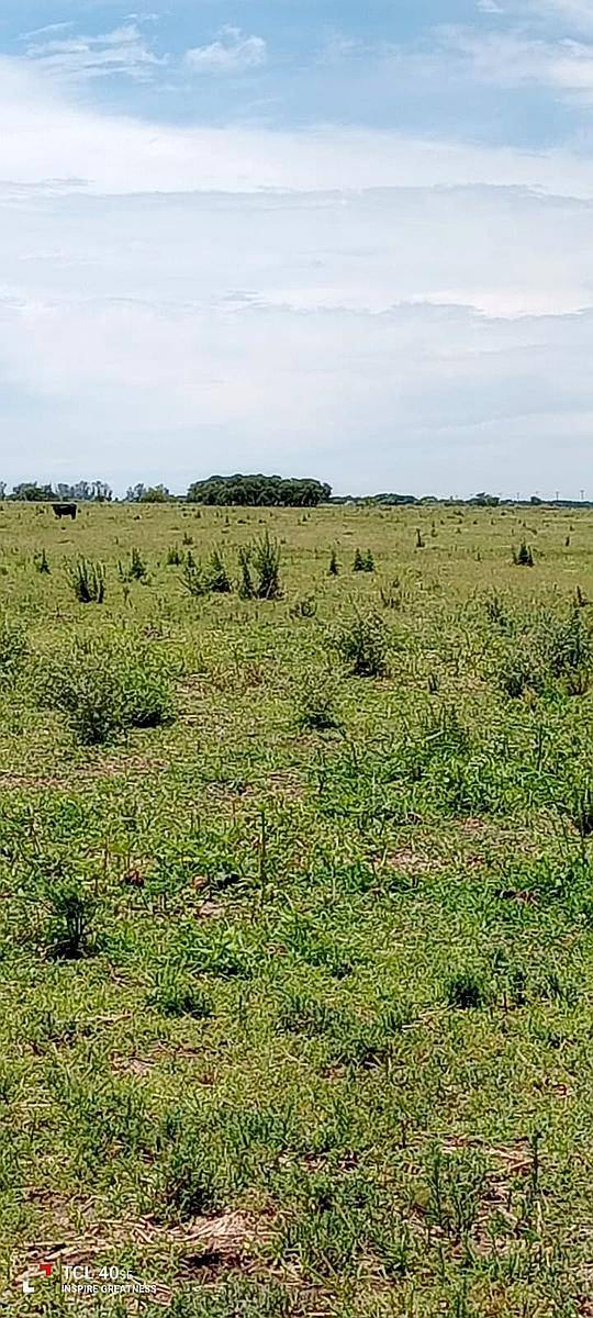 Alquilo Campo Ganadero en Angelica