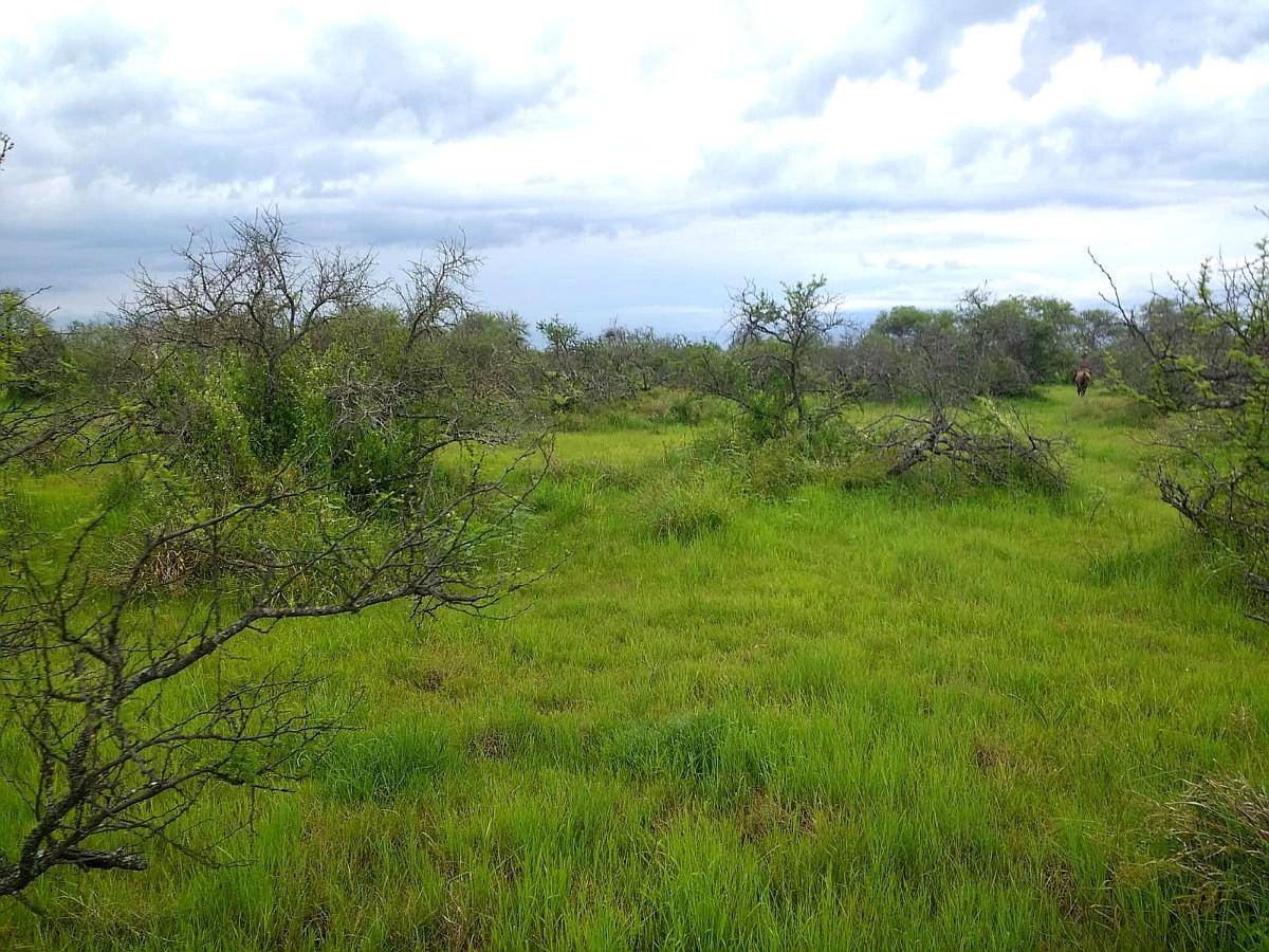 Vendo Campo Ganadero 10.000 Has.