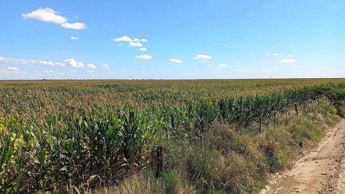 520 Has Agrícolas, Santiago del Estero, Bandera