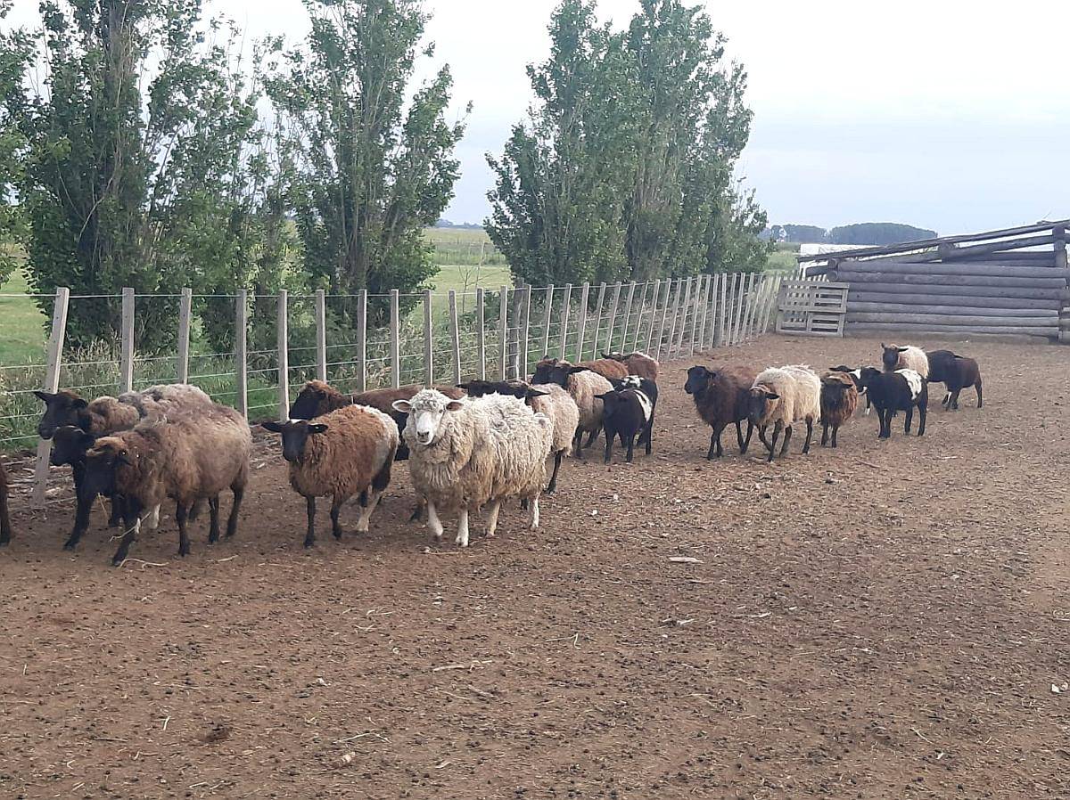 Majada de Ovejas y Corderos