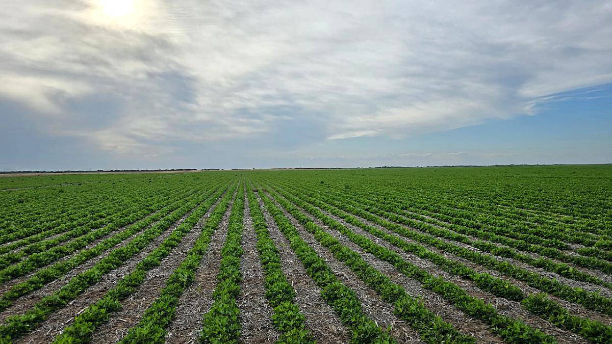 Vendo 500 Ha Agrícolas con Riego