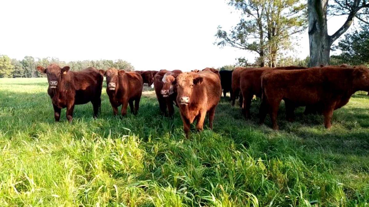 40 Vacas Medio Diente Brangus Puras Preñadas