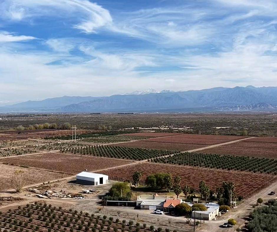 Lavalle- 85 HA- Mendoza