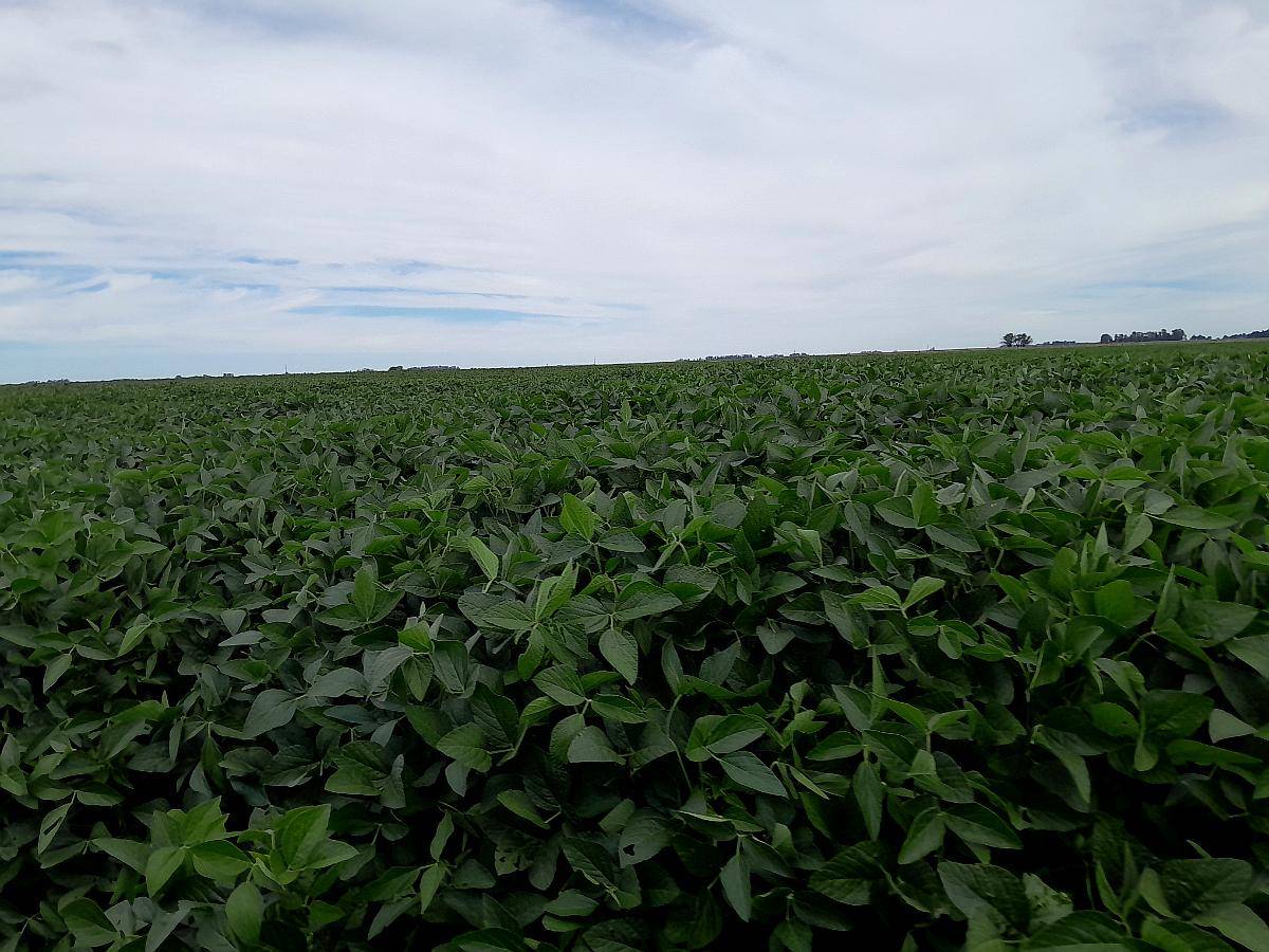 822 Has Agríc Total Soja,maíz Trigo Producc en Zona Buchardo