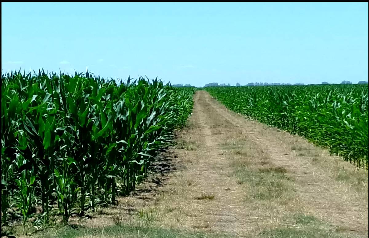 Campo Venta Mixto 400 Ha