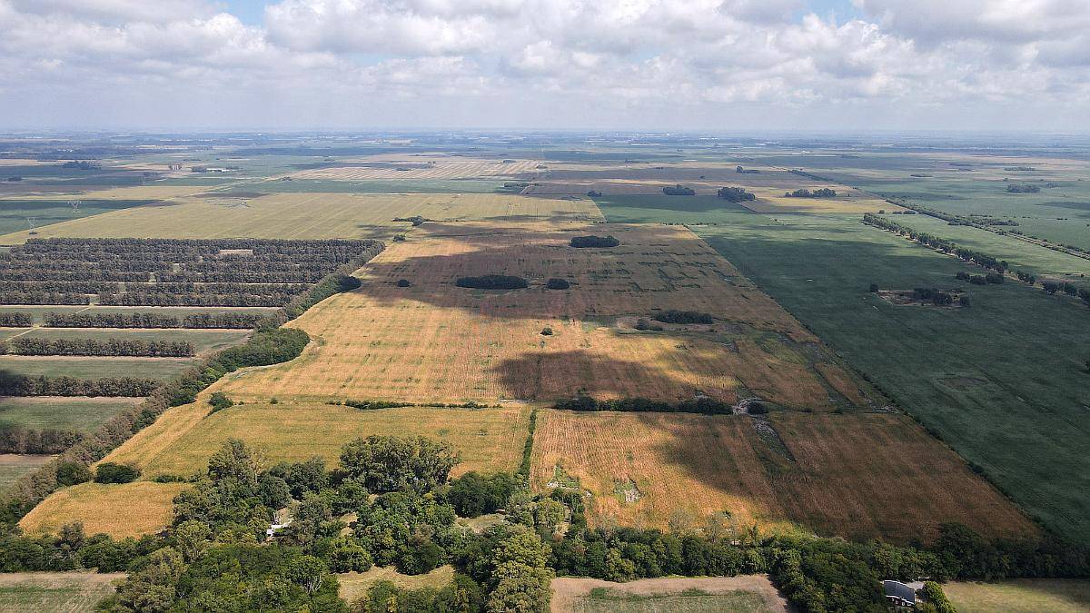 Excelente Campo de 101 Has 100% Agrícola en Alsina. BS AS.