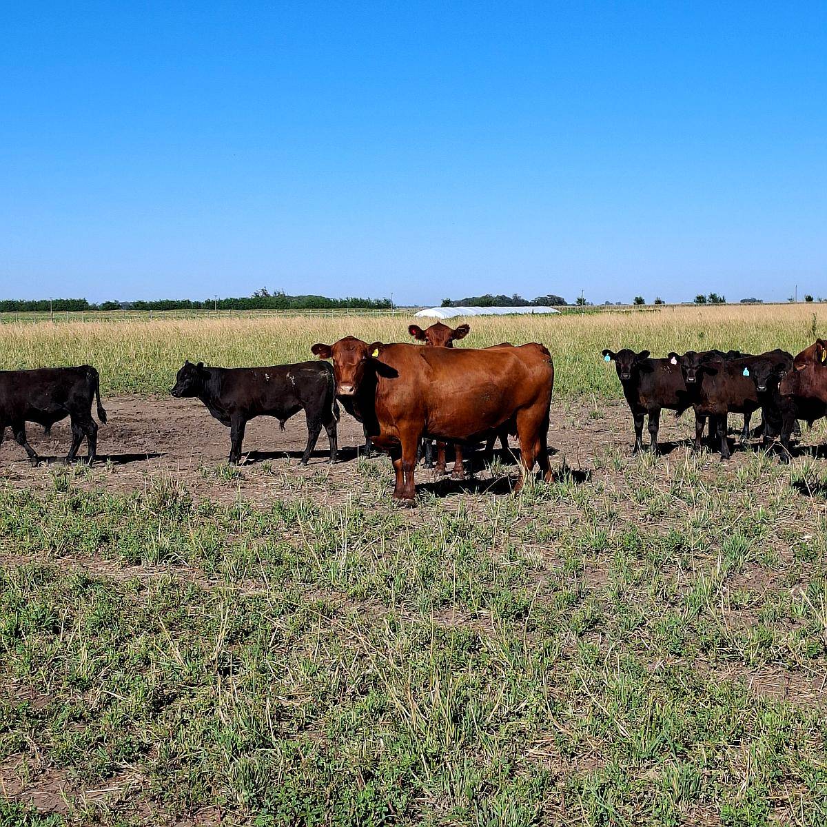 Venta de Terneros Angus 210 Kg