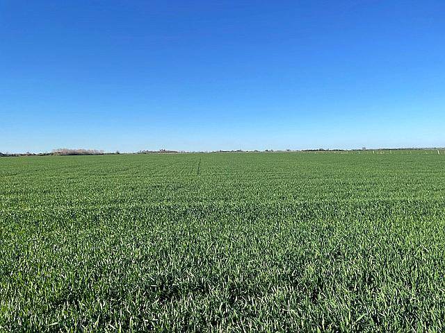 Campo en Venta de 11 Has Agrícolas en San Pedro