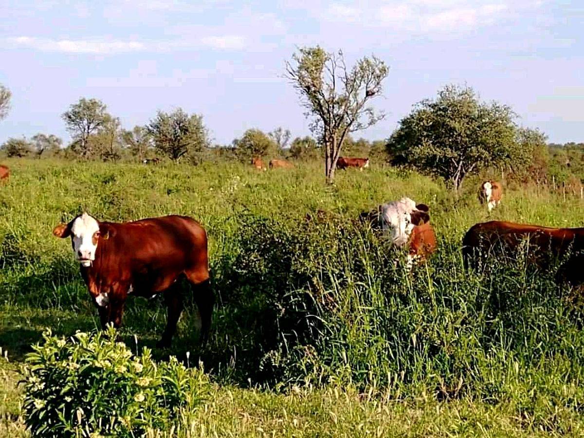 1300 Hectareas Ganaderas en Dean Funes