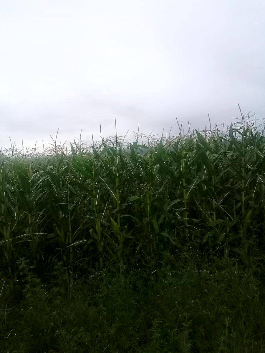 14.7 Ha Pampa de Pocho (cba) Agricolas