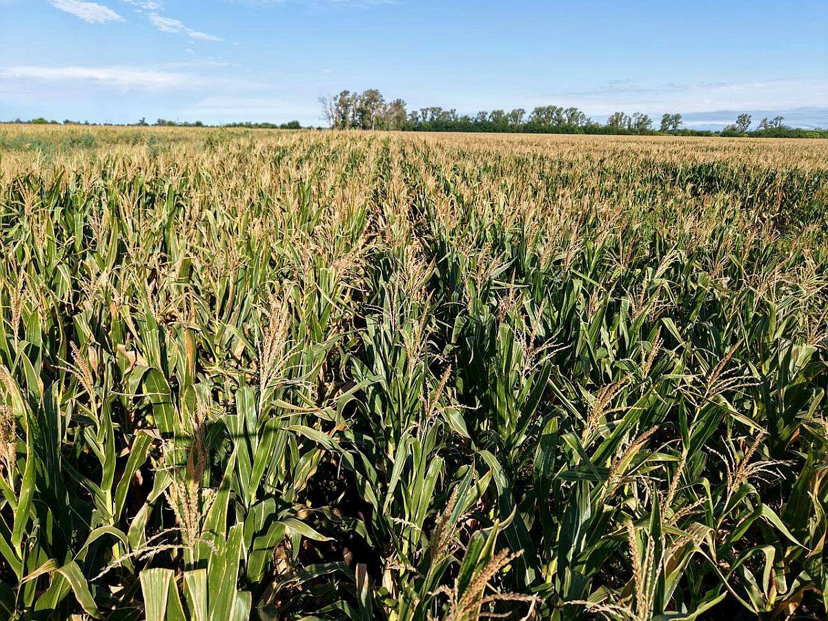 21 Has Agrícolas en San Genaro. Sobre Asfalto.