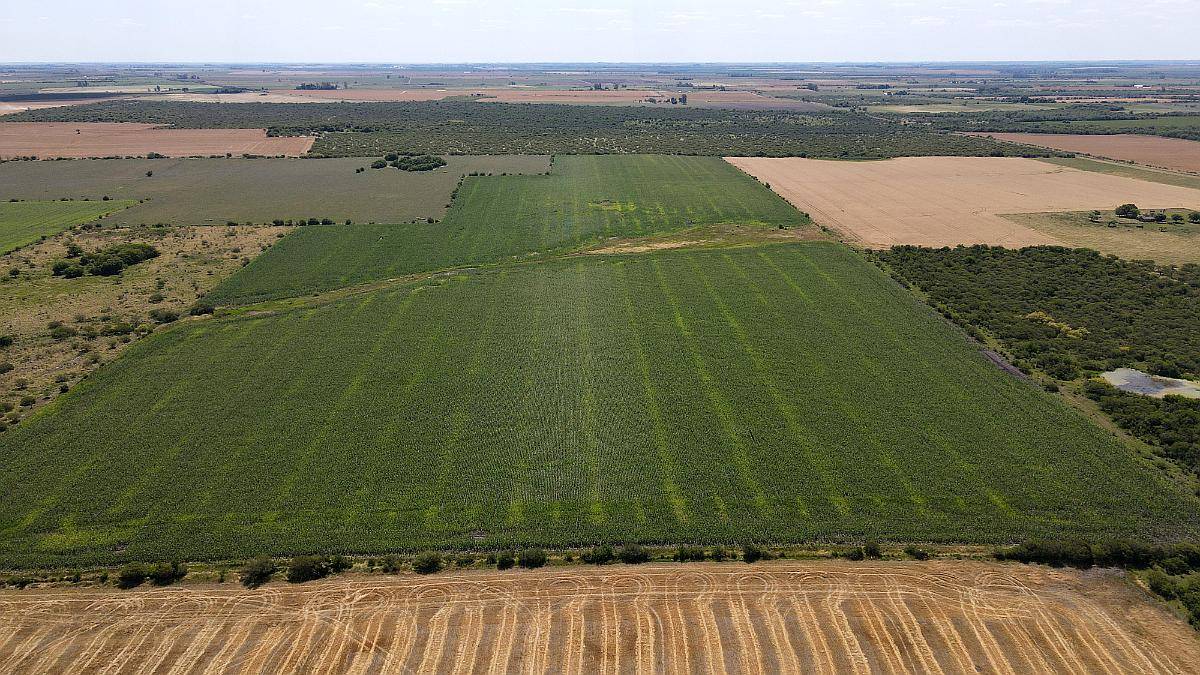 40 Hectáreas Agrícolas en Rosario del Tala, Excelente Tierra