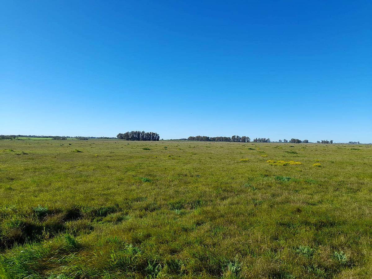 Ofrezco Arrendamiento 155 Has. Ganaderas Pergamino 110 Kg/ha