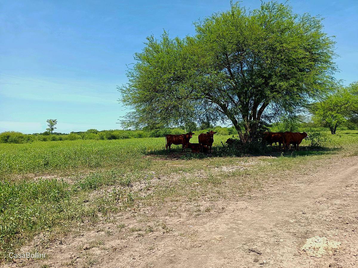 Oportunidad Campo Mixto - 1400has Pirane, Formosa