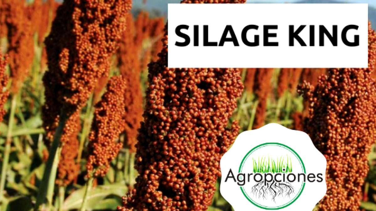 Semilla de Silero Silage King Semillo Pannar Agroads