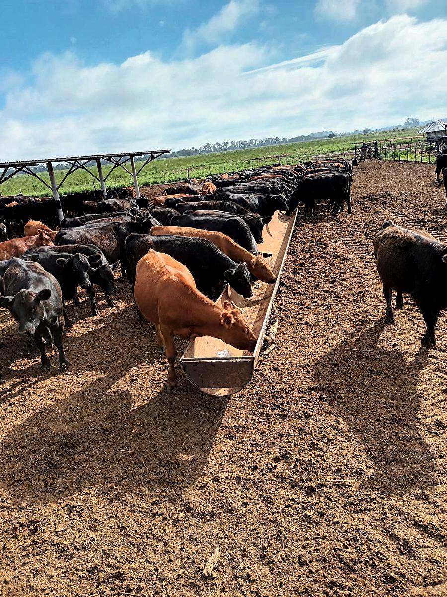 Comederos Caño Petrolero 24” de 12 Metros (sin Iva)