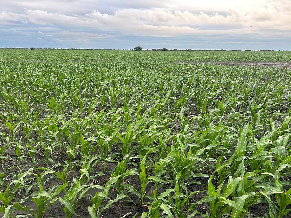 Villa Minetti Venta 3700 Ha Agricolas