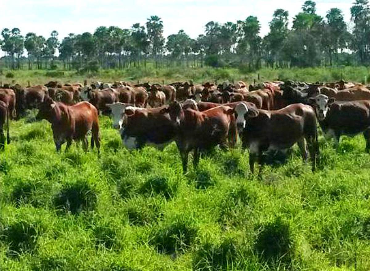 Patiño , Formosa - 7058ha