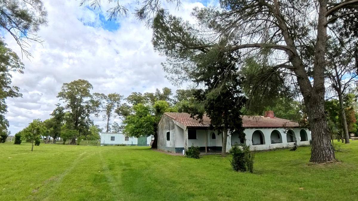 77 Hectáreas Sobre Ruta N°5 – Suipacha (bs. As.)