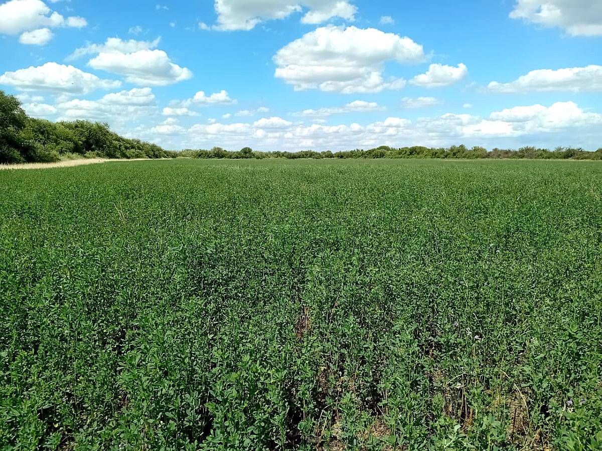 Campo en Venta en Icaño (santiago del Estero)