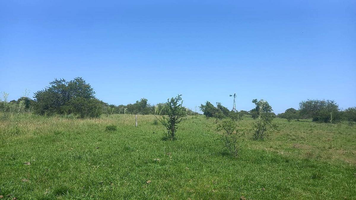 Se Arriendan 82has Monte Natural