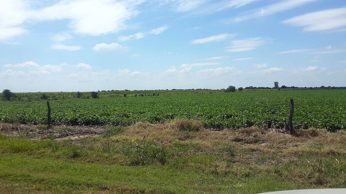 Campo Largo y Corzuela Campaso