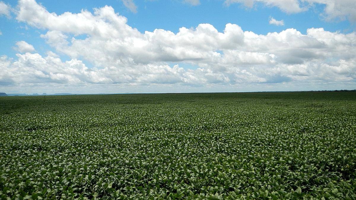 Vendo Campo Agrícola Alfalfero
