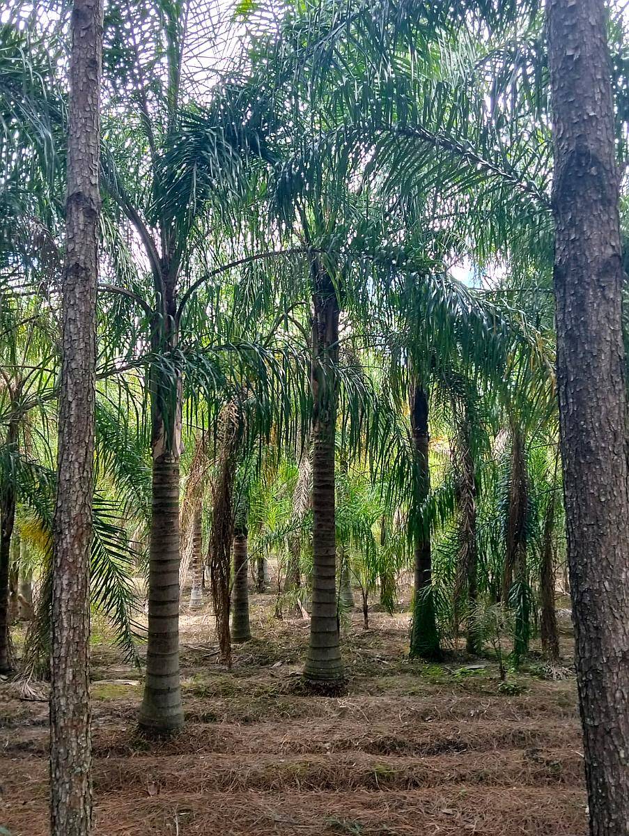 +7.000 Pindó Grandes Disponibles – Venta en Campo – Producto