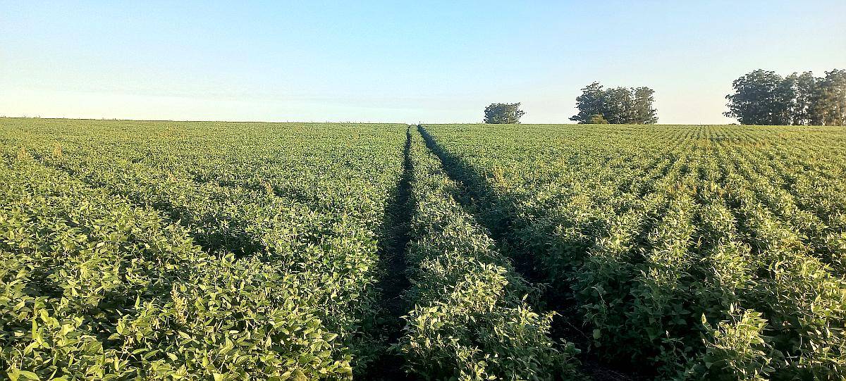 Campo Mixto de 1050 Hectareas