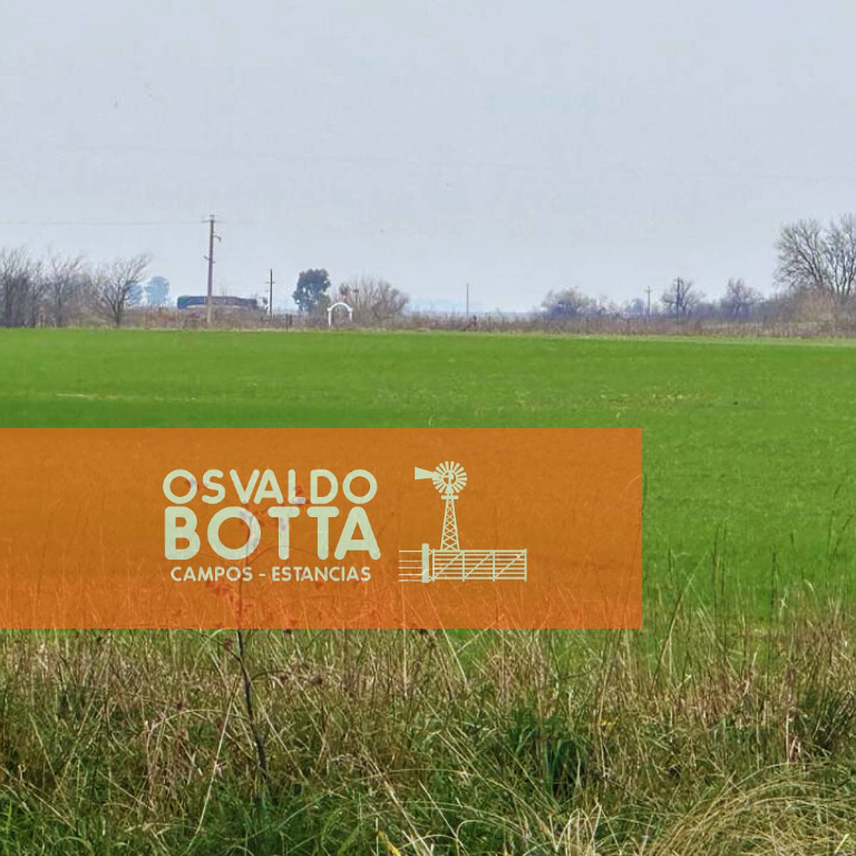 Campo Agricola en Venta 90 Has Bolívar, Buenos Aires