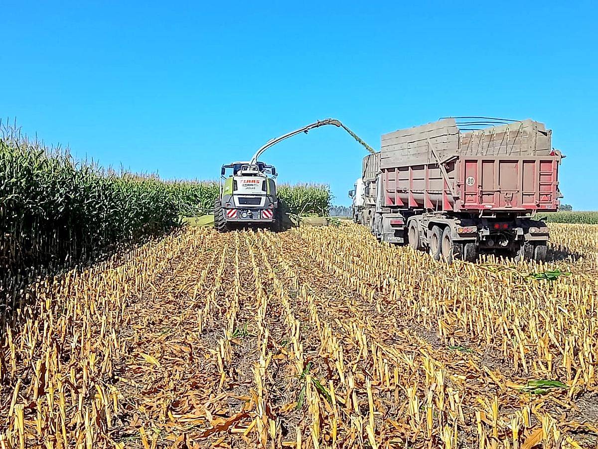 Maquinista para Picadora Class