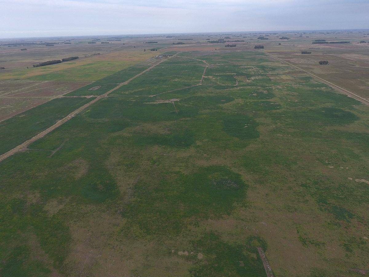 Tambo y Fábrica Saladillo - 487 Ha - Buenos Aires