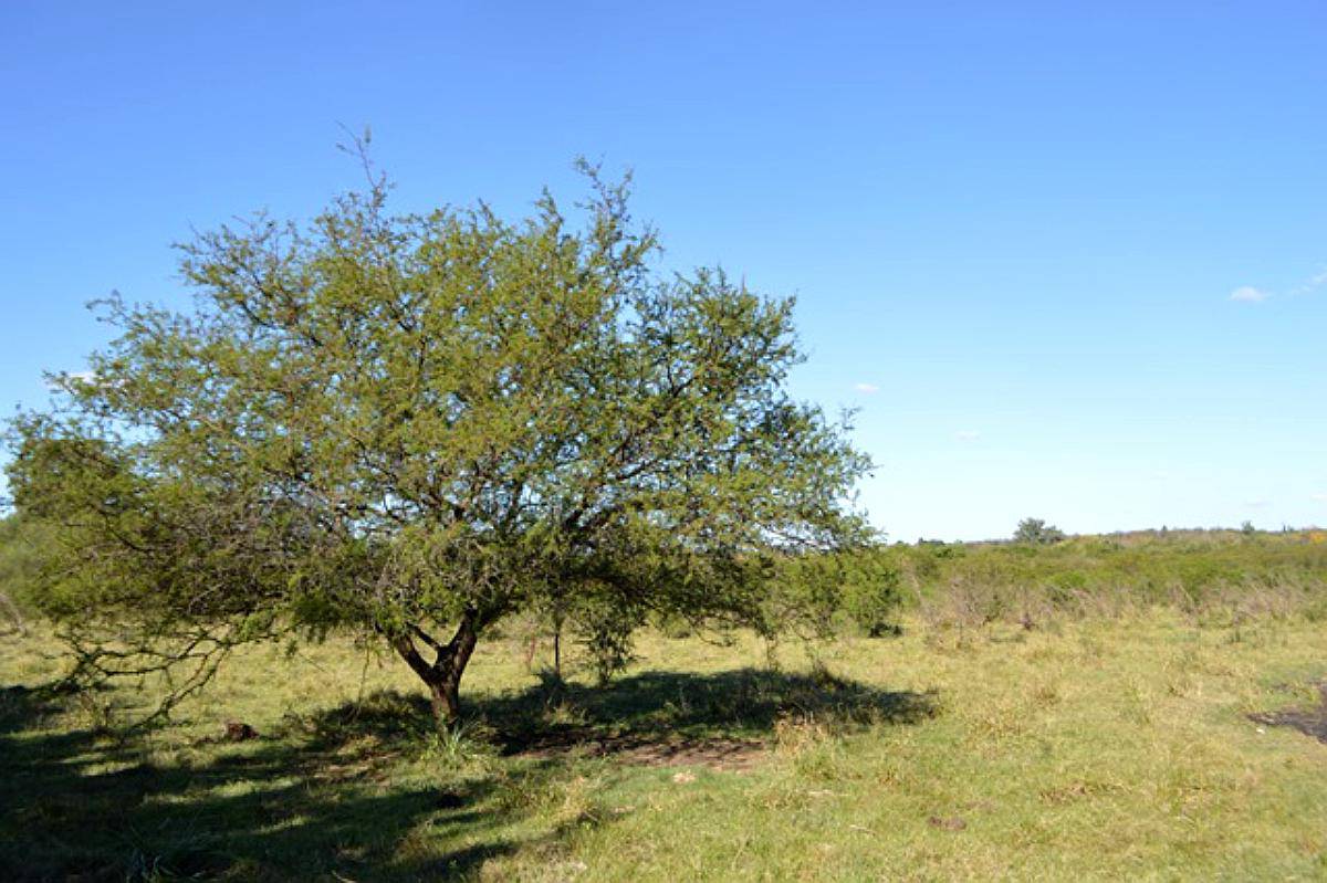Campo de 30 HA. Sobre Ruta Prov. 39 (entre Ríos)
