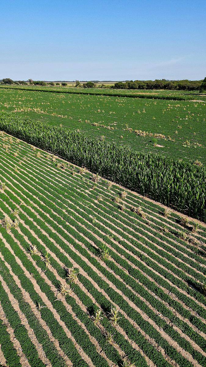 600 Ha Eduardo Castex