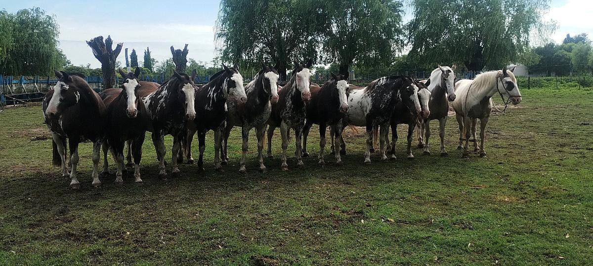 Vendo Tropilla de Overos Mansos