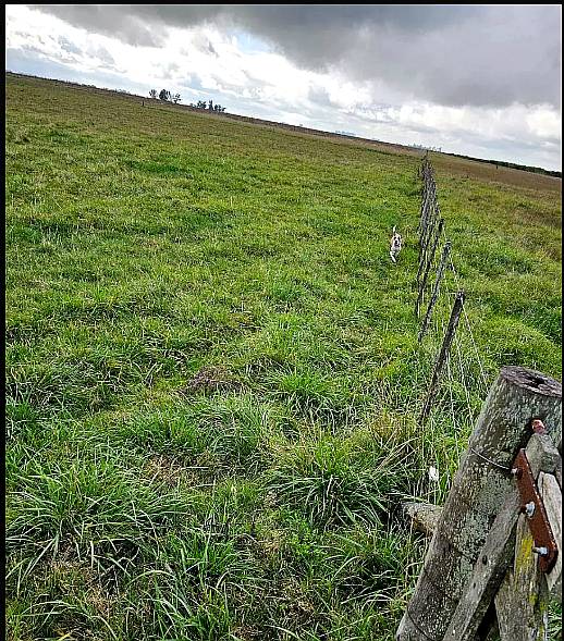 Gorchs Mixto 800 Ha Venta