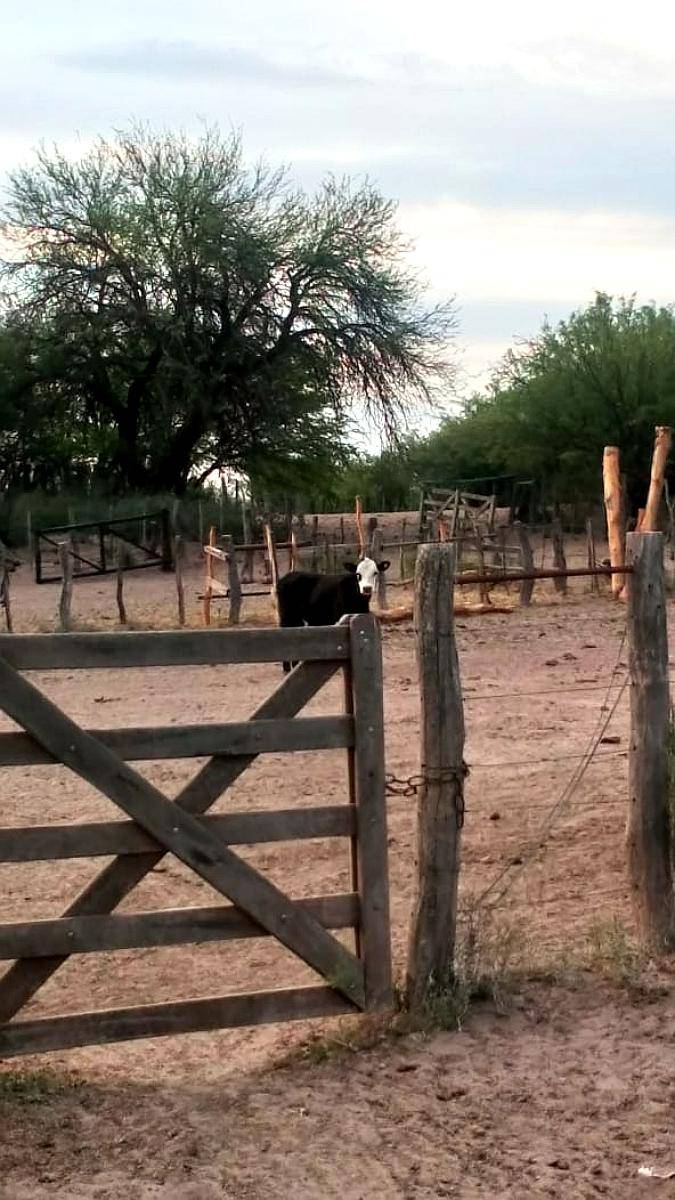 Se Venden 2 Campos de 2500 Has C/U Pegados.la Pampa