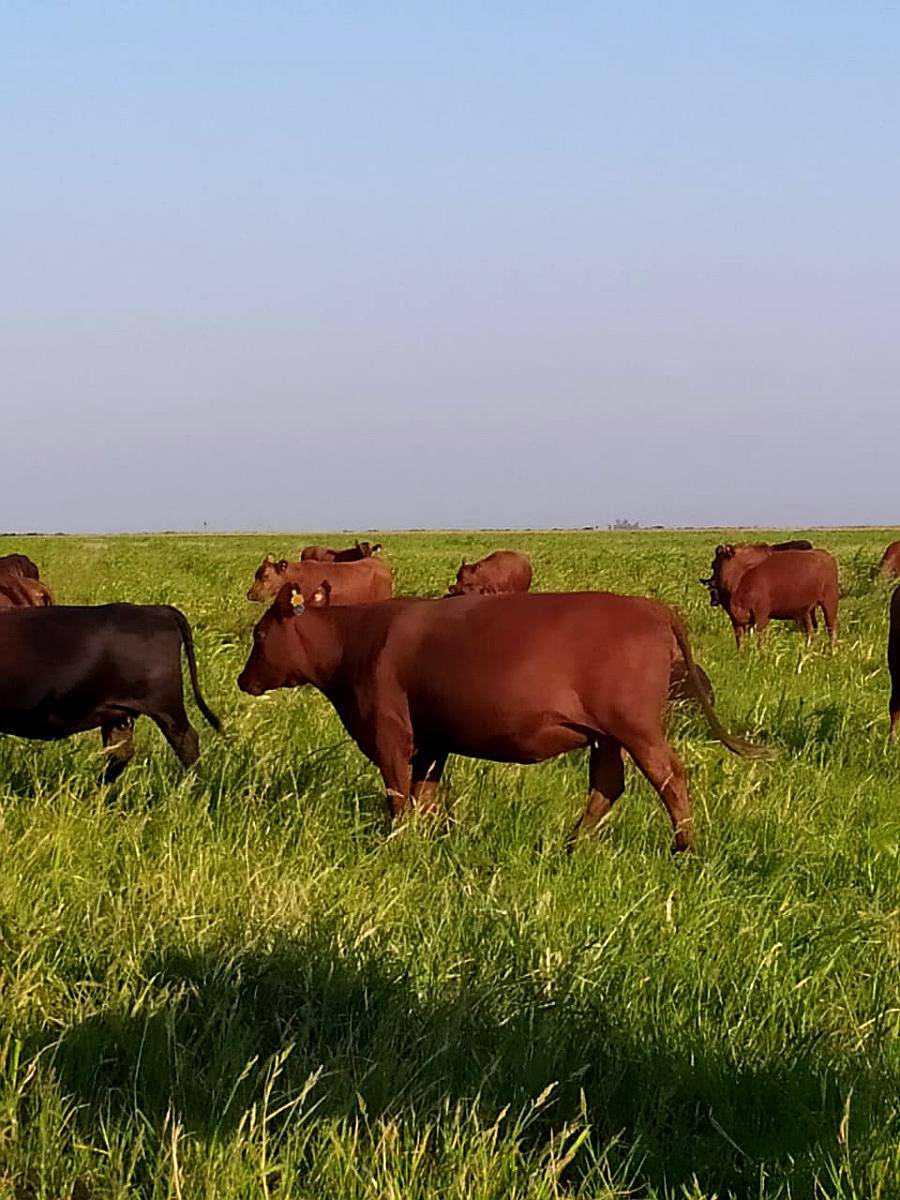 Campo Mixto en Pergamino