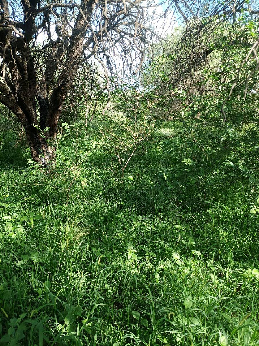 Pozo Cavado (san Luis) 1.000 Has