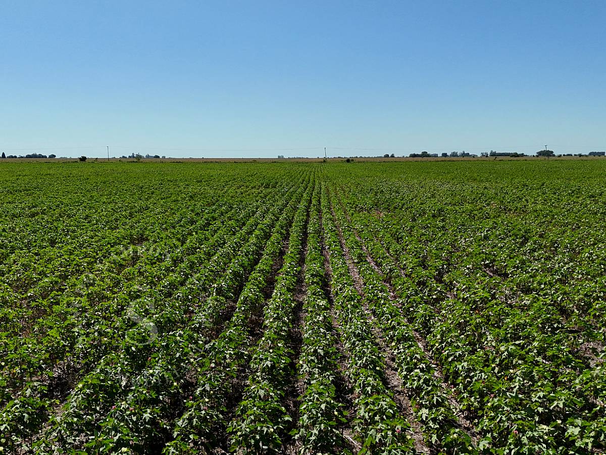 Venta Campo Agrícola. Calchaquí, Santa FE. 69 Hectáreas